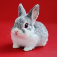 Hamster